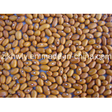 Brown Kidney Beans